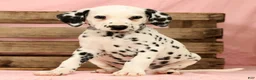 Dalmatian dogs for sale: Ringo - Ad 5