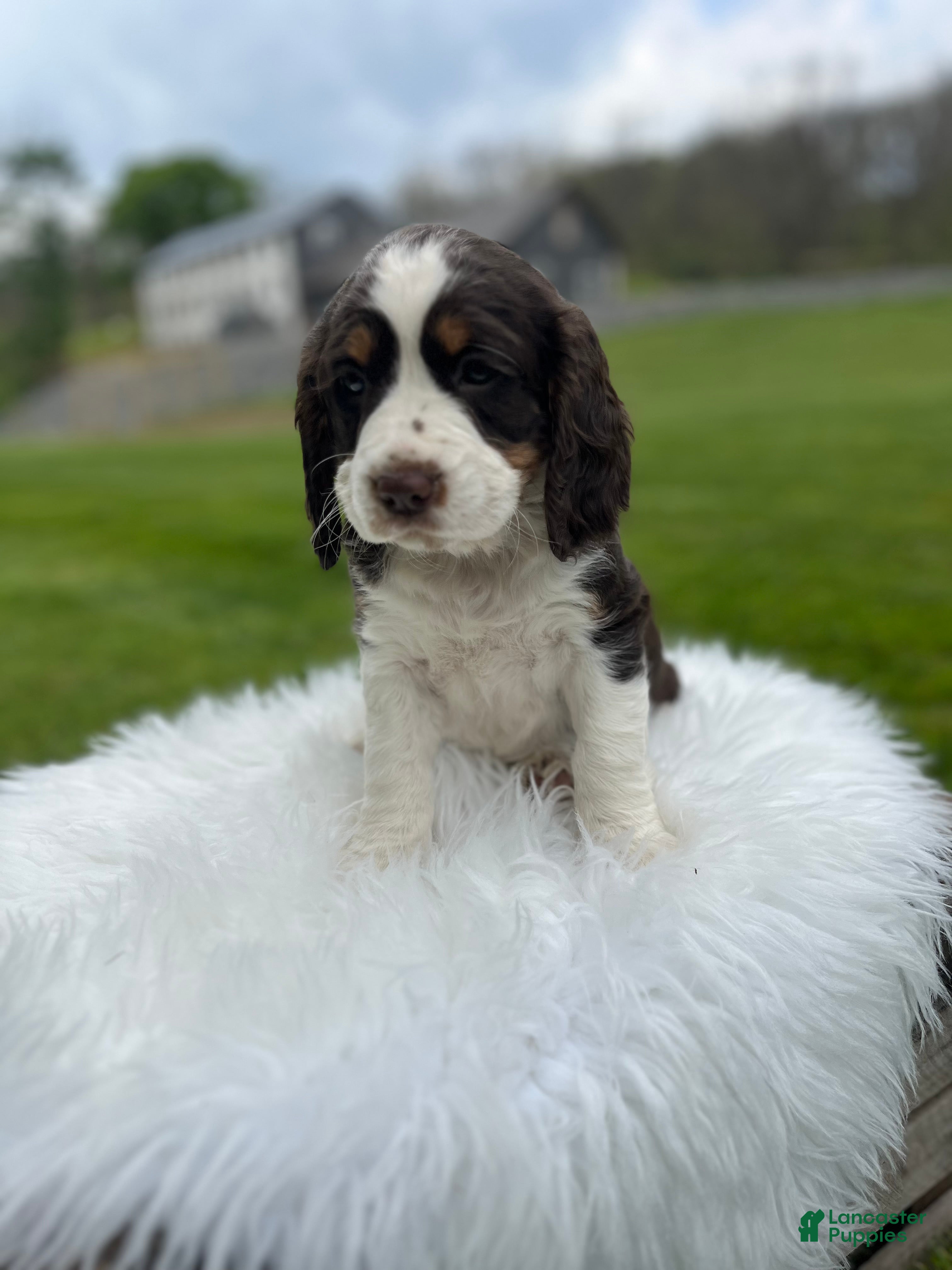 English Springer Spaniel dogs Precious - Ad 1