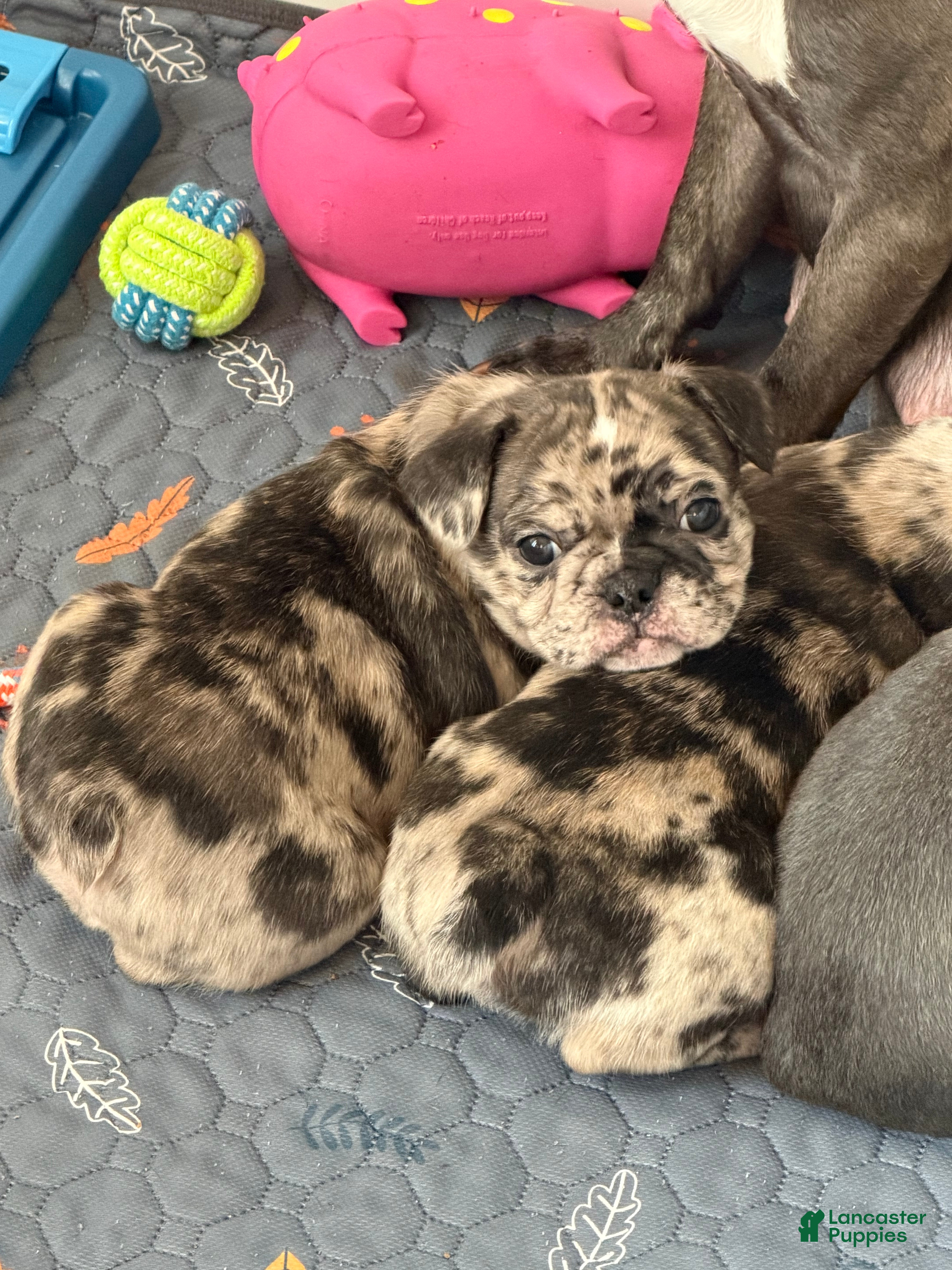 Mixed Breed dogs Poppy - Ad 2