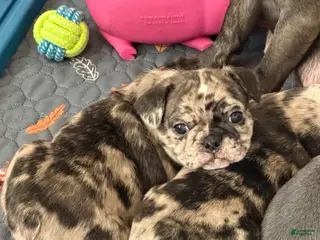 Mixed Breed dogs Poppy - Ad 2