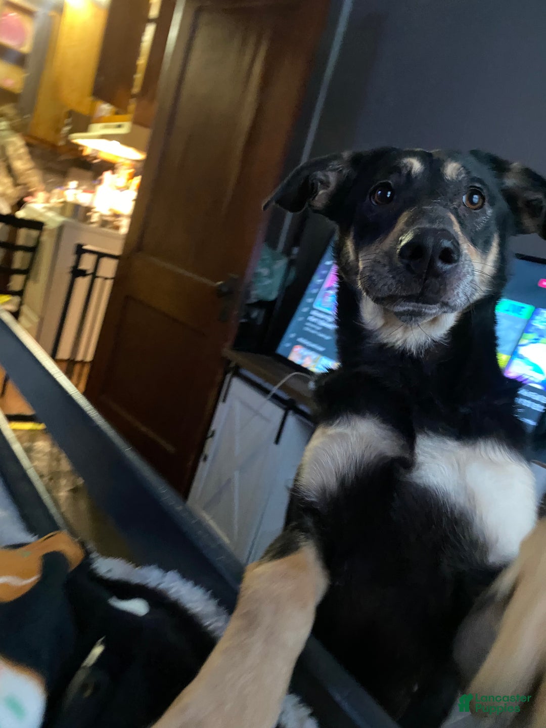 Mixed Breed dogs for sale: Mave  - Ad 5