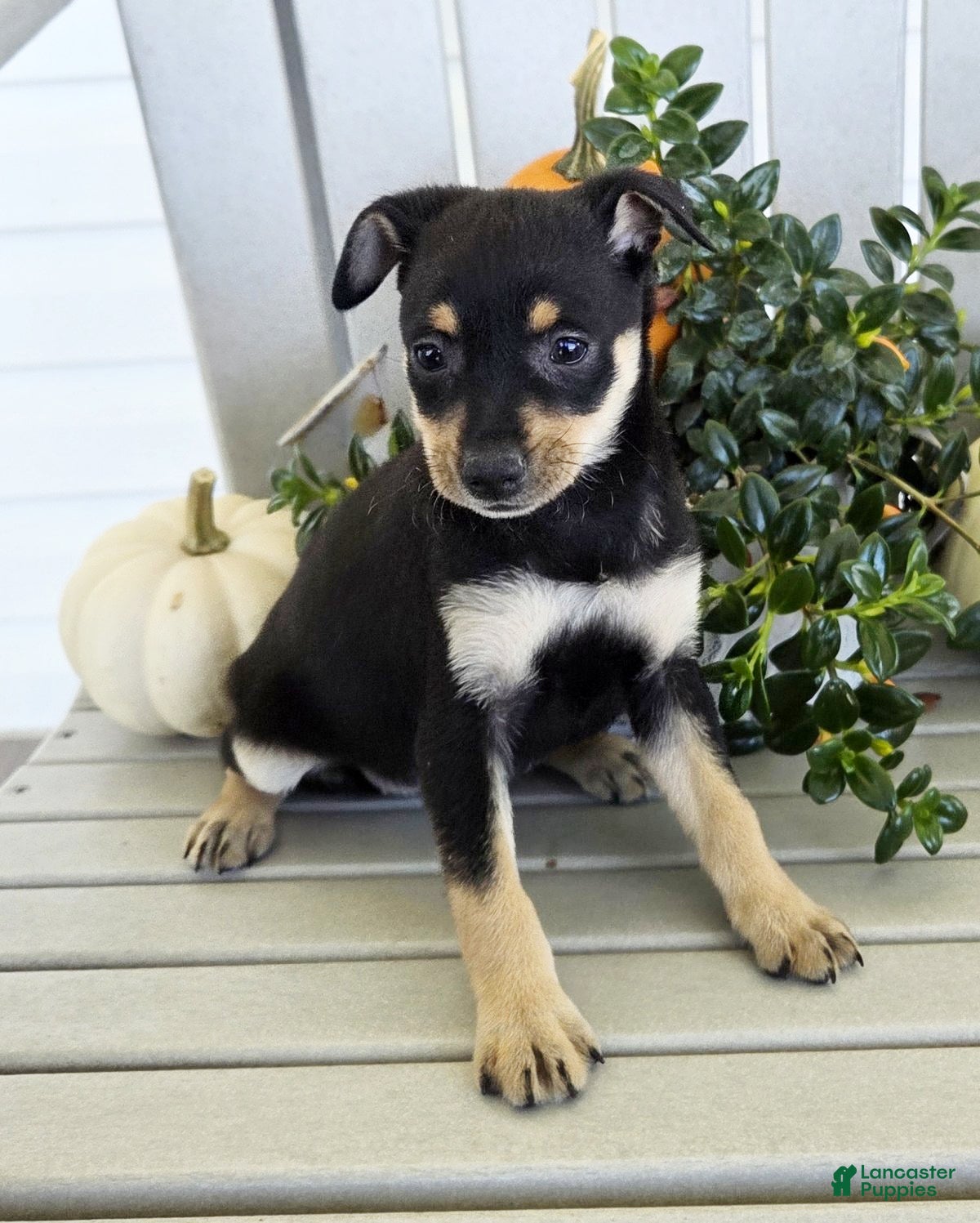 Miniature Pinscher dogs Daisy - Ad 2