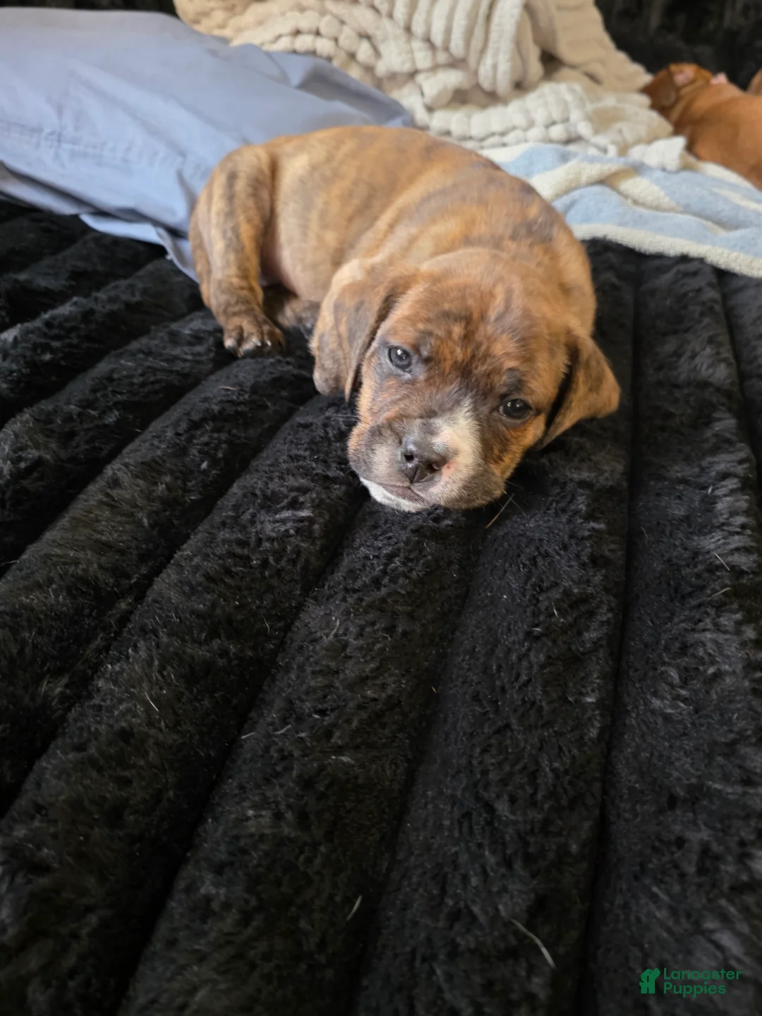 Mixed Breed dogs for sale: Snoop Dogg - Ad 2