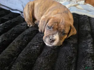 Mixed Breed dogs Snoopy - Ad 1