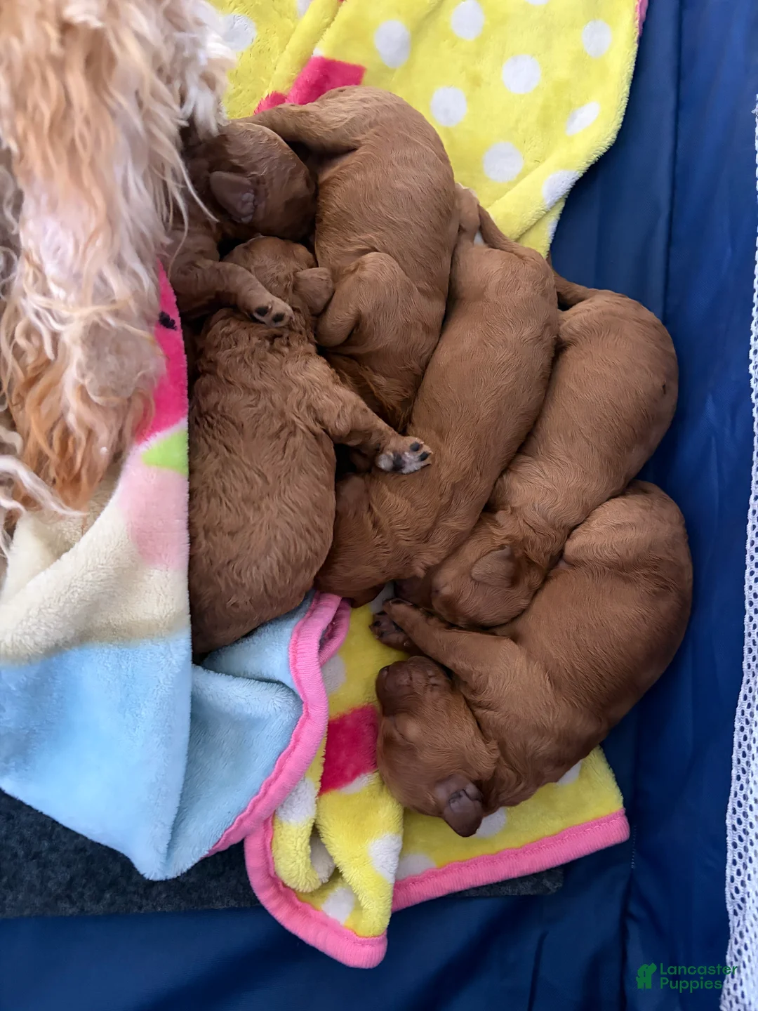 Mini Goldendoodle dogs for sale: Mini Goldendoodle Puppy 5 - Ad 2