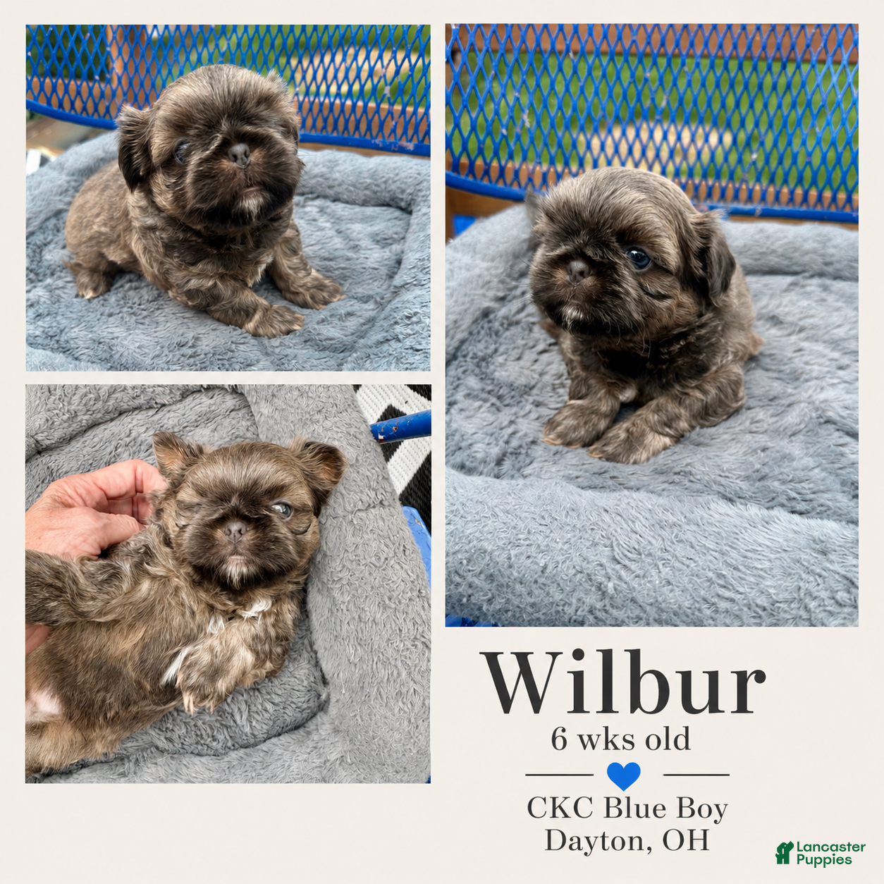 Shih Tzu dogs for sale: Shih Tzu Puppy 2 - Ad 6