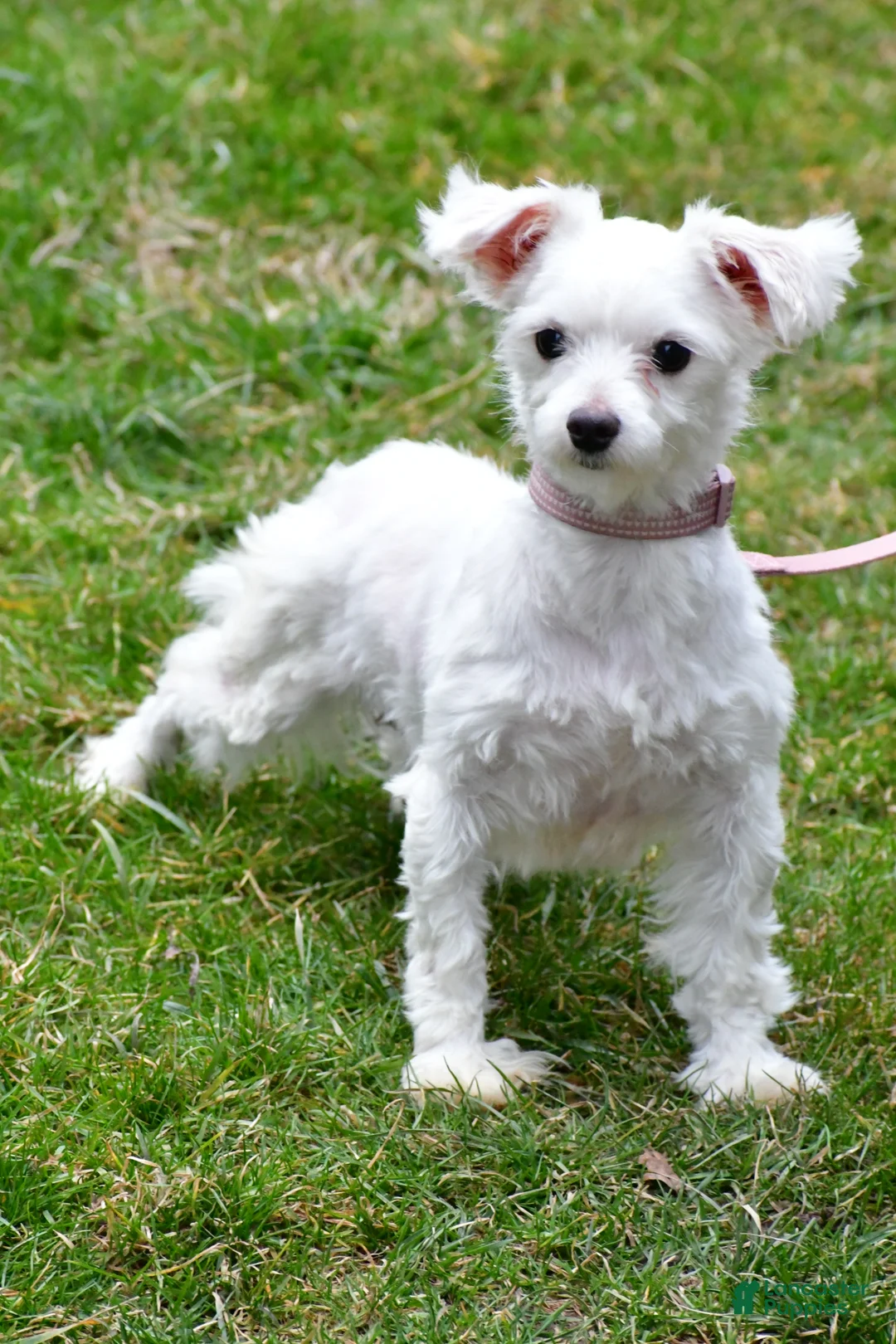 Maltipoo dogs for sale: Brady - Ad 8