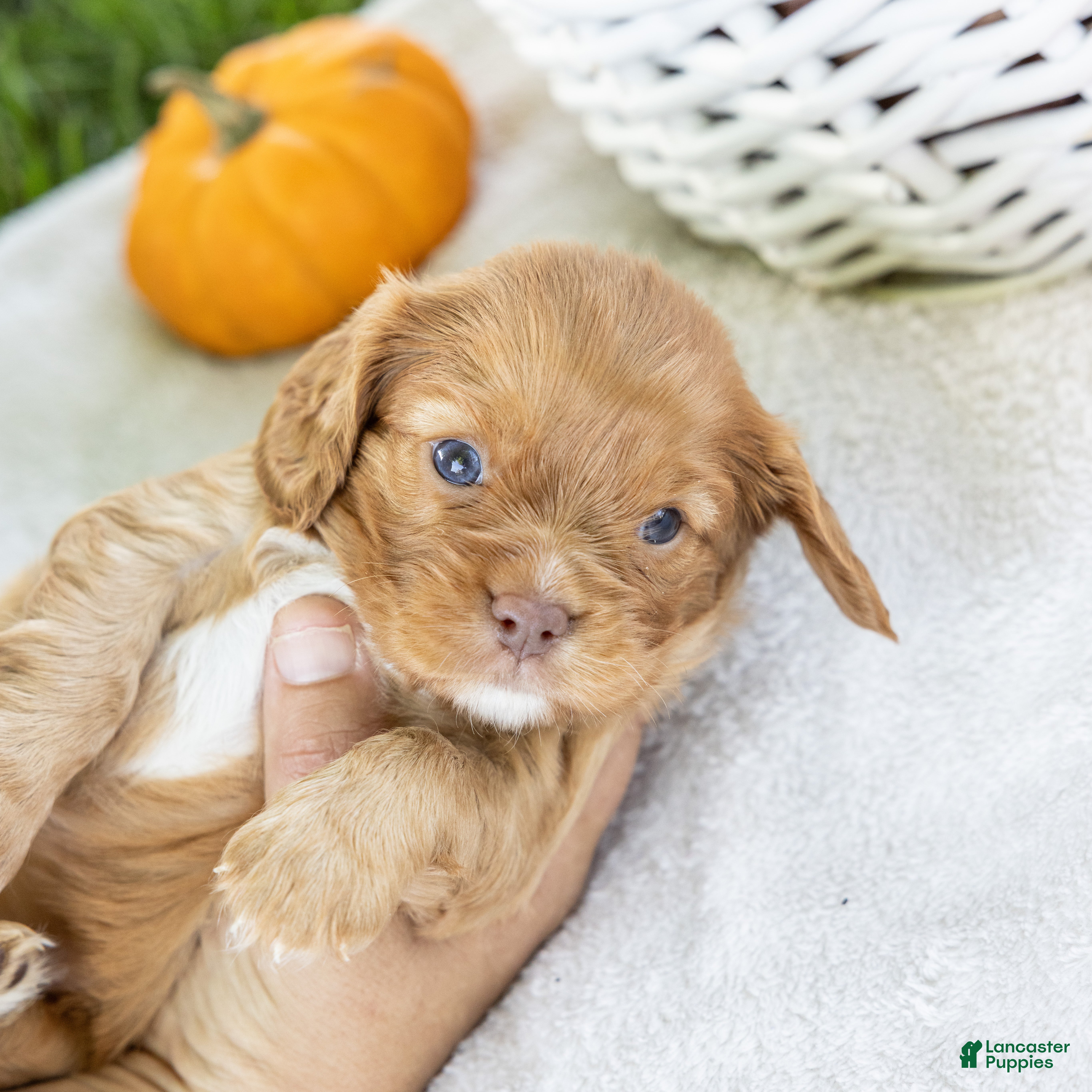 Cavalier King Charles Spaniel dogs Cinnamon - Ad 1