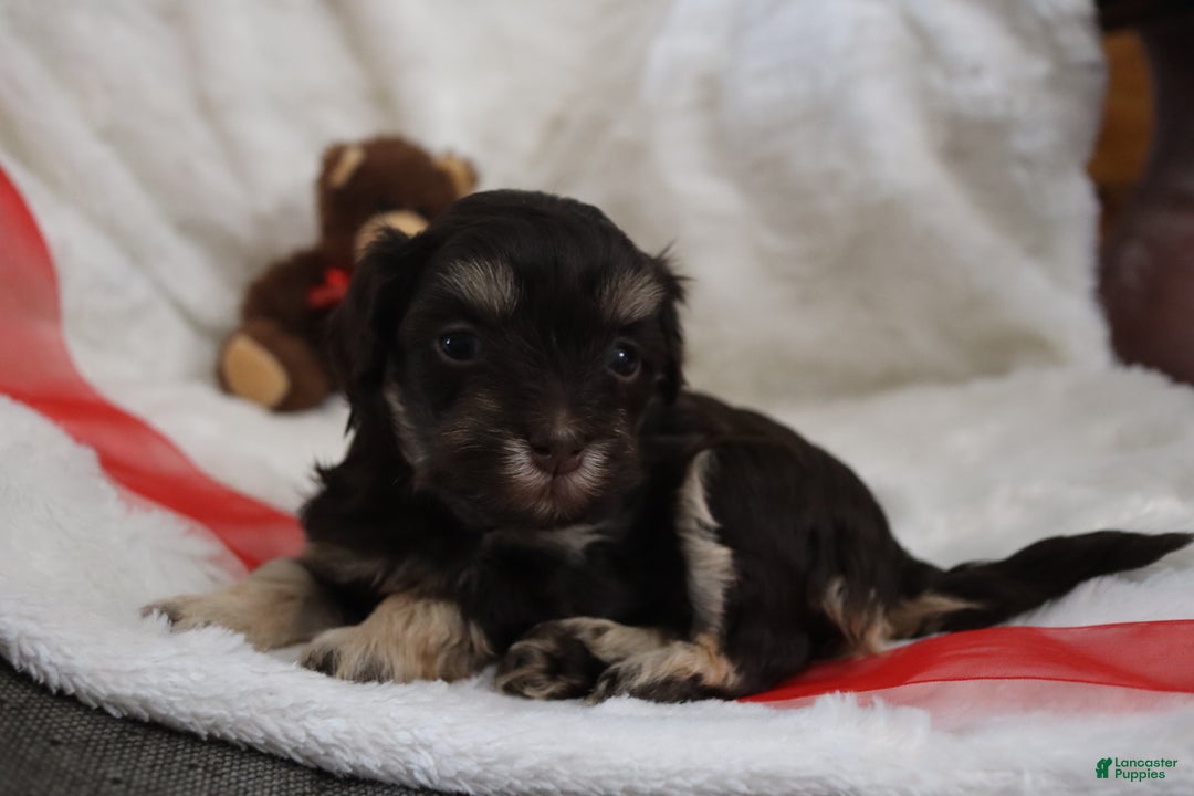 Havanese dogs for sale: Hershey Kiss - Ad 2