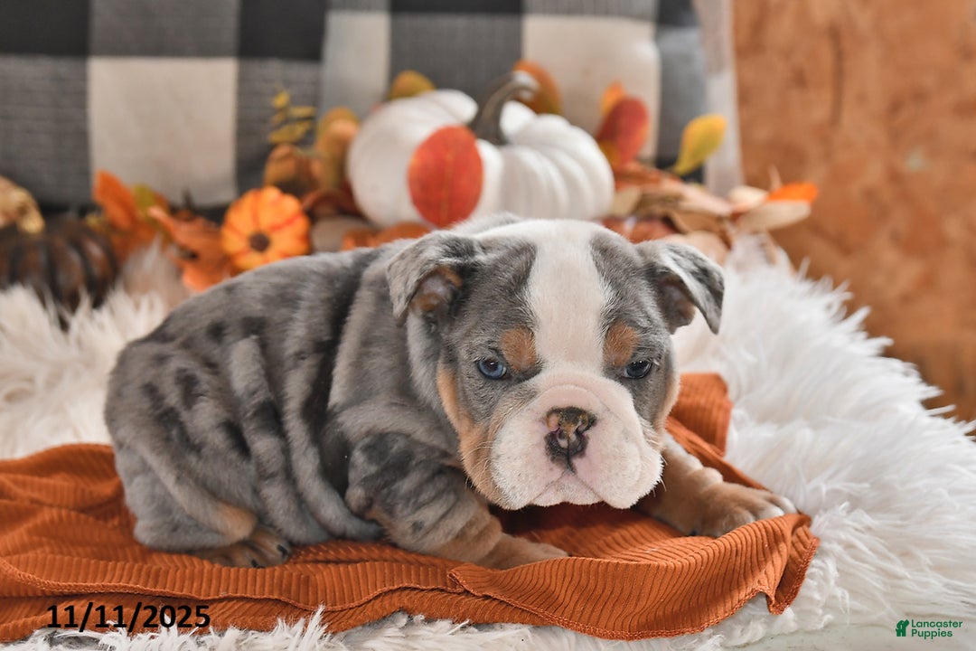 Olde English Bulldogge dogs for sale: Jackson - Ad 6