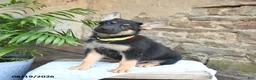 German Shepherd dogs for sale: Nacho - Ad 3