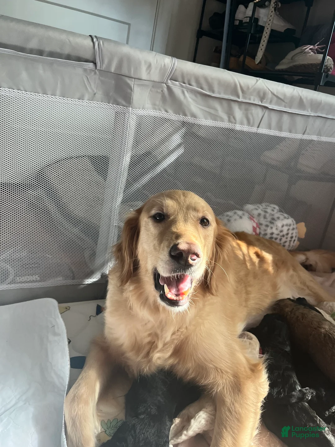 Goldendoodle dogs for sale: Goldendoodle Puppy 4 - Ad 2