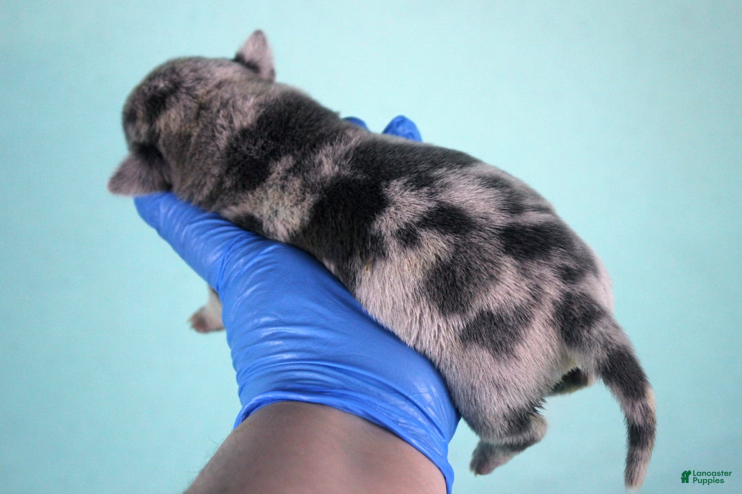 American Bully dogs for sale: Blue Merle Female - Ad 4