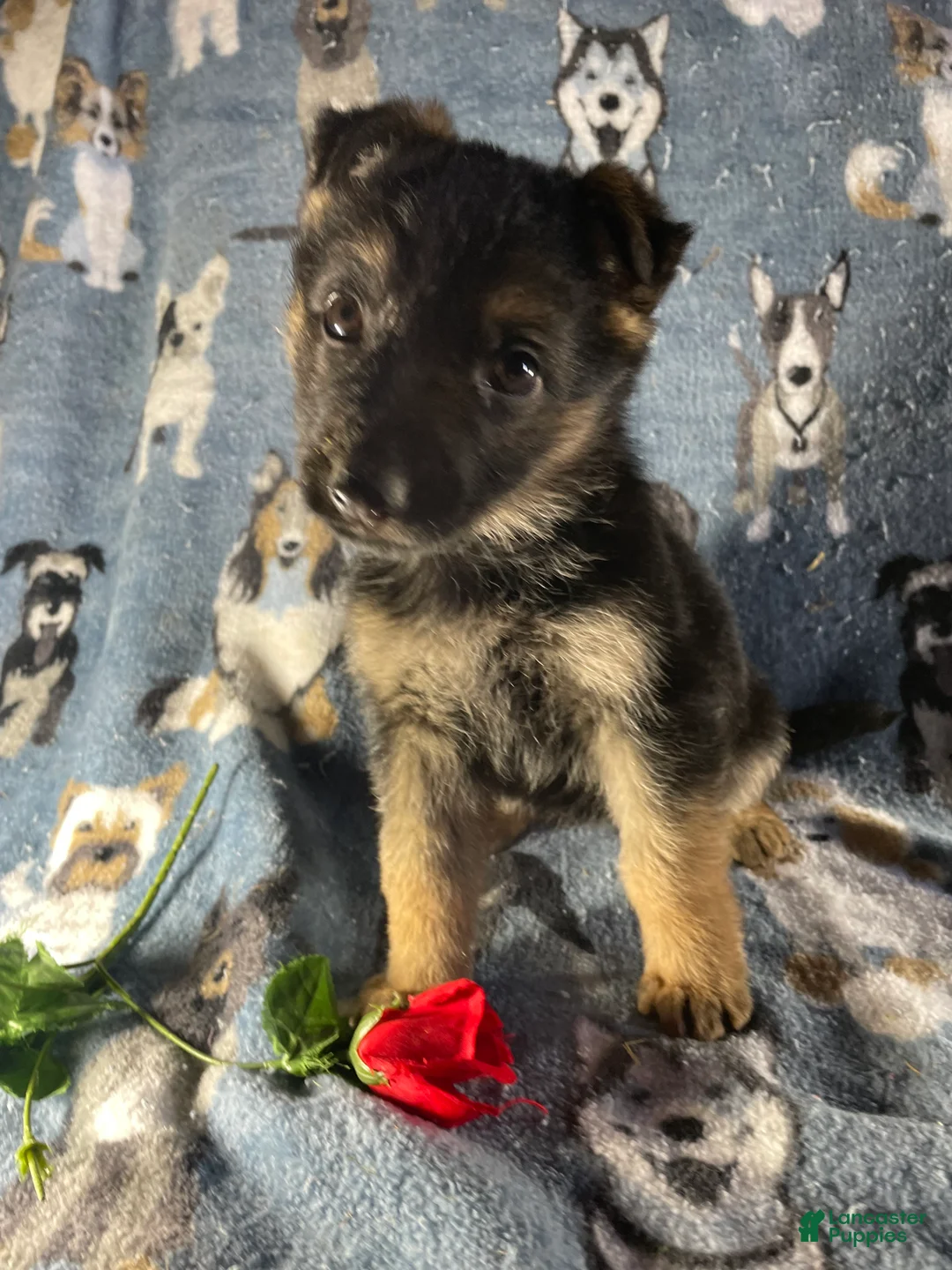 German Shepherd dogs for sale: Roxy - Ad 1