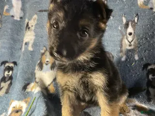 German Shepherd dogs Roxy - Ad 32