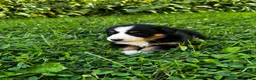 Australian Shepherd dogs for sale: Stripe - Ad 11