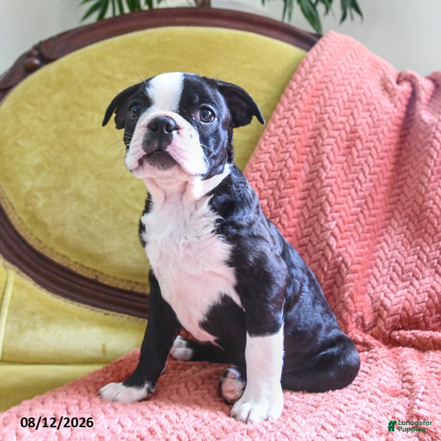 Boston Terrier dogs Wilber - Ad 2