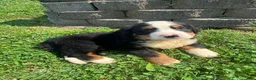 Bernese Mountain Dog dogs for sale: Cooper - Ad 5