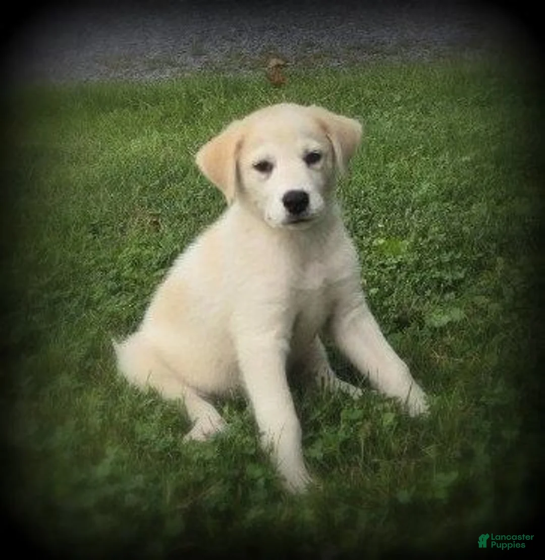 Mixed Breed dogs for sale: Lindy - Ad 2