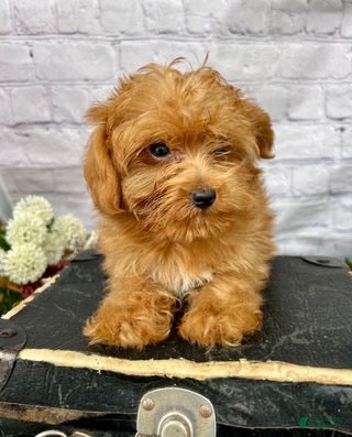 Yorkiepoo dogs for sale: Theo Yorkiepoo  - Ad 4
