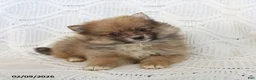 Pomeranian dogs for sale: Bear - Ad 2