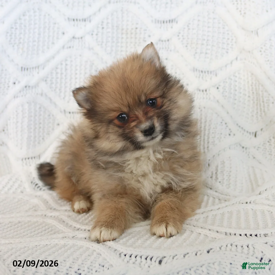Pomeranian dogs for sale: Bear - Ad 2