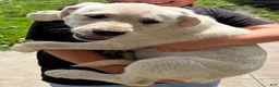 Mixed Breed dogs for sale: Mixed Breed 4 - Ad 3