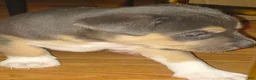 Pitsky dogs for sale: Blue Gray - Ad 4
