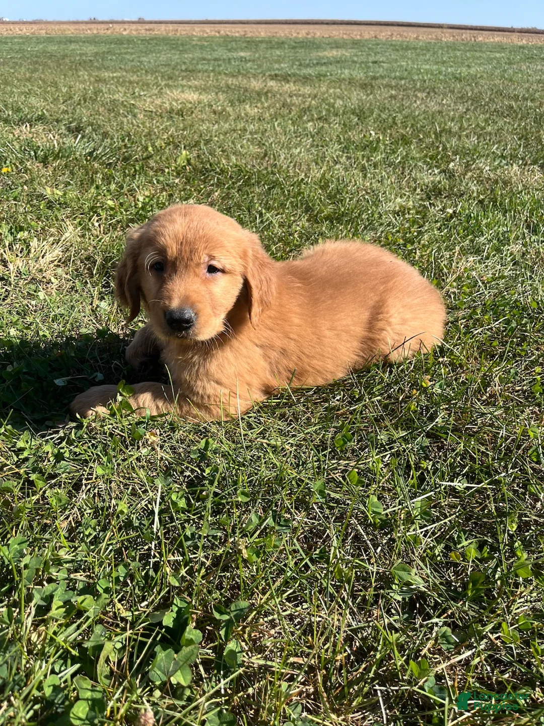Golden Retriever dogs for sale: Max - Ad 2