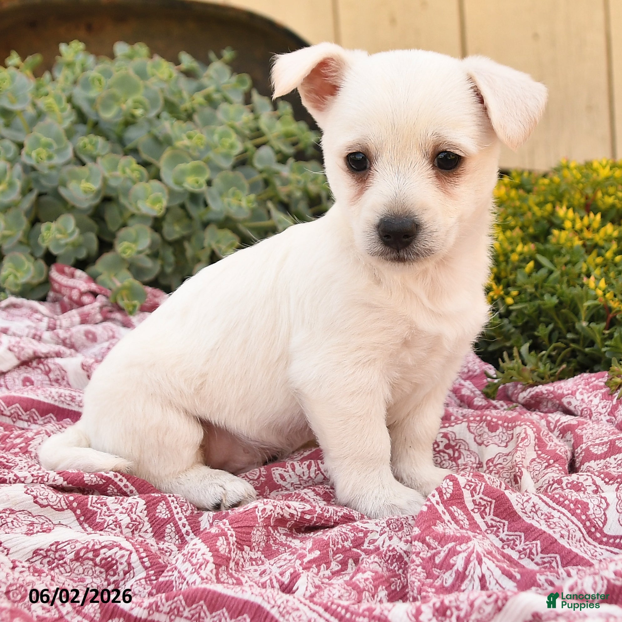Westiepoo dogs for sale: Ryan - Ad 2
