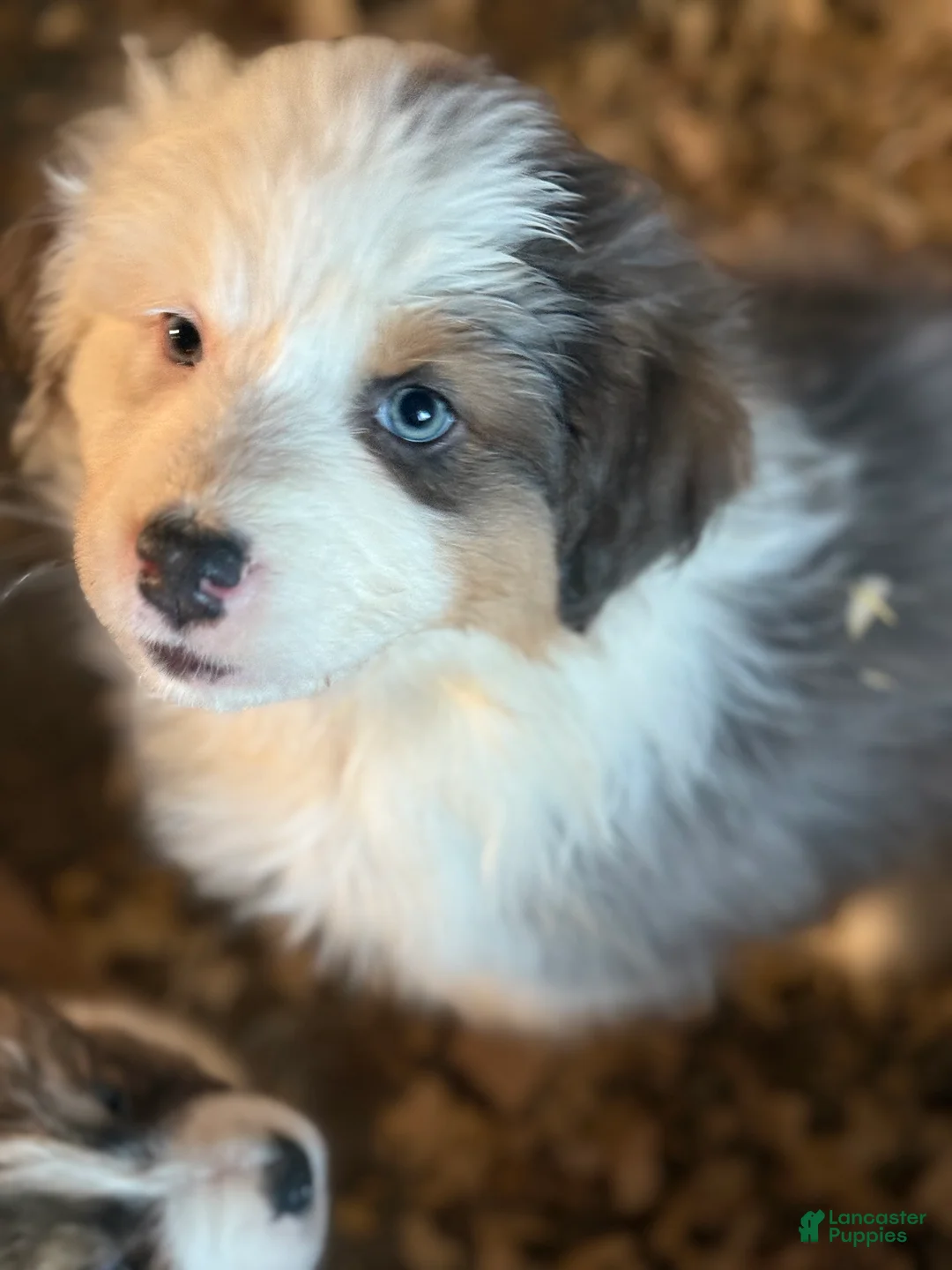 Australian Shepherd dogs for sale: Australian Shepherd Puppy 2 - Ad 4