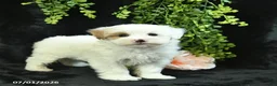 Maltipoo dogs for sale: Houston  - Ad 3