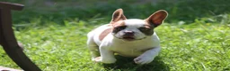 French Bulldog dogs for sale: French Bulldog 1 - Ad 4