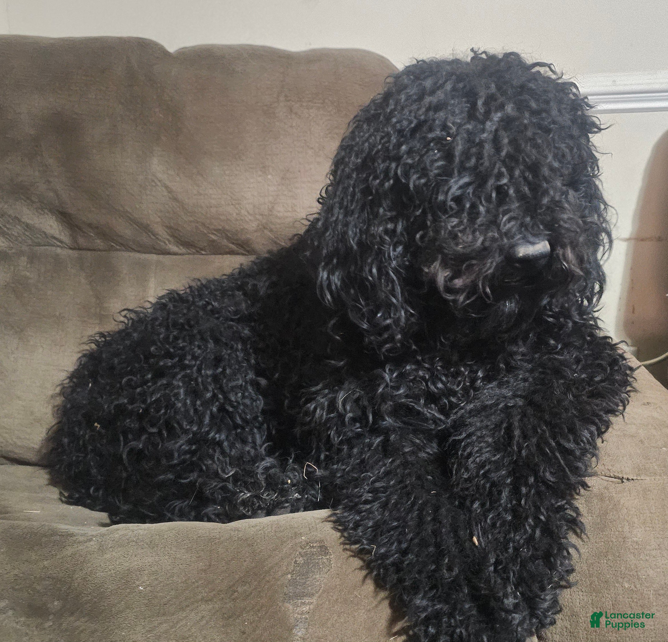 Standard Poodle dogs Brody - Ad 20