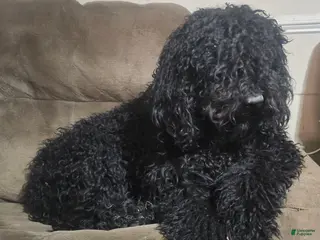 Standard Poodle dogs Brody - Ad 34