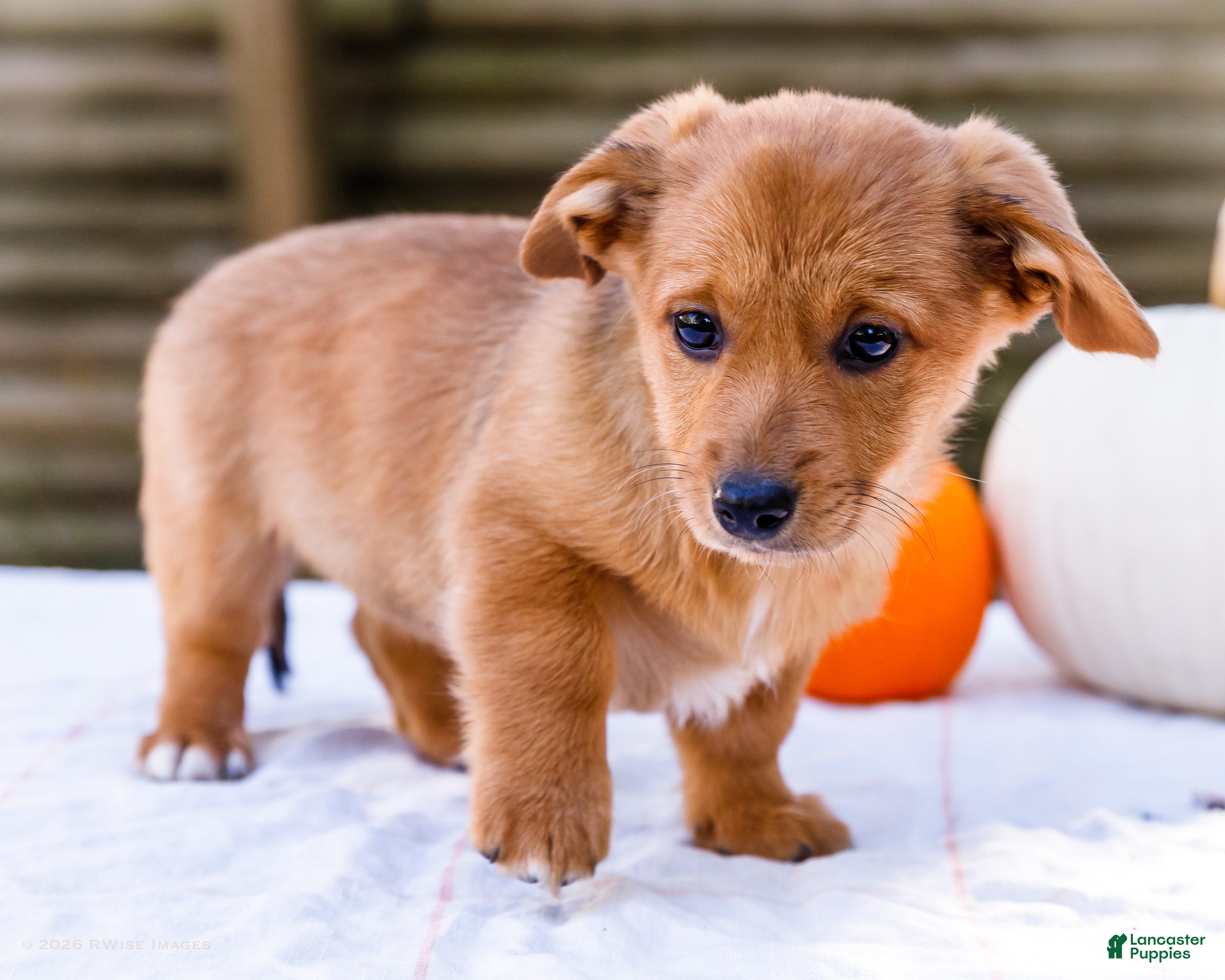 Mixed Breed dogs for sale: Sadie Dorgi - Ad 2