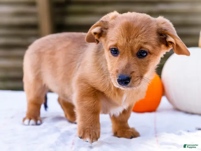 Mixed Breed dogs for sale: Sadie Dorgi - Ad 2