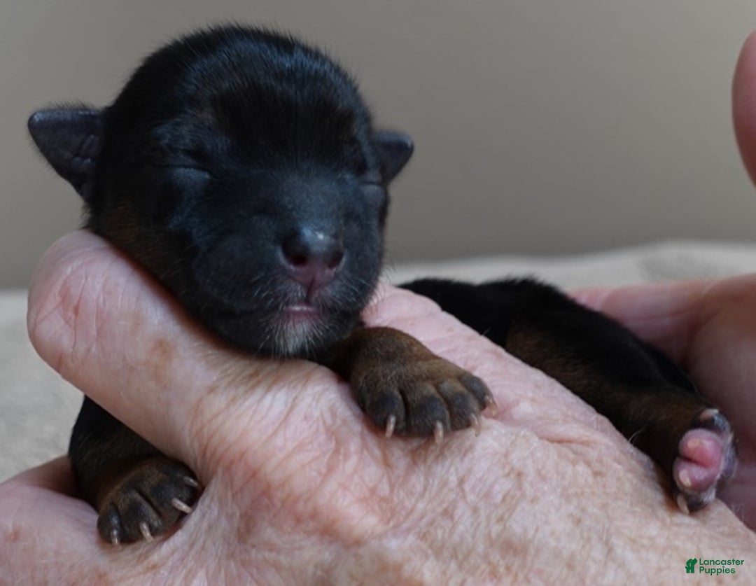 Yorkshire Terrier dogs for sale: Bali - Ad 3