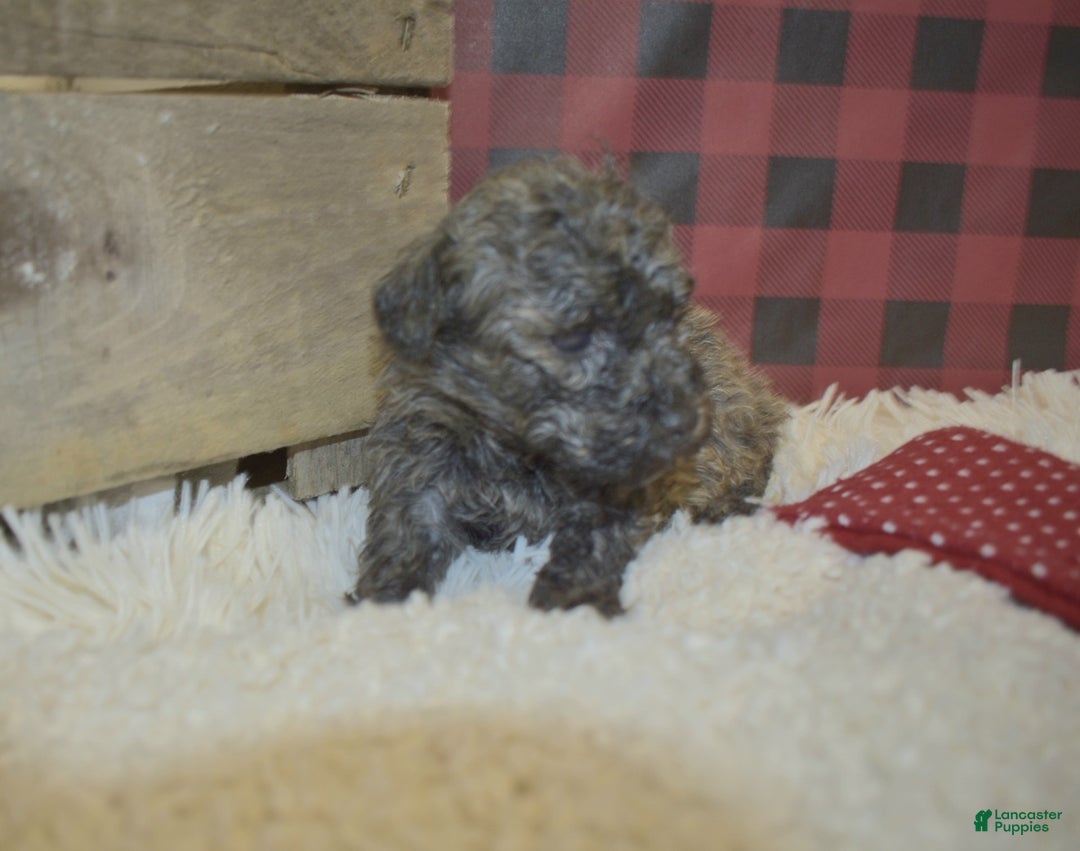 Toy Poodle dogs for sale: kent - Ad 3