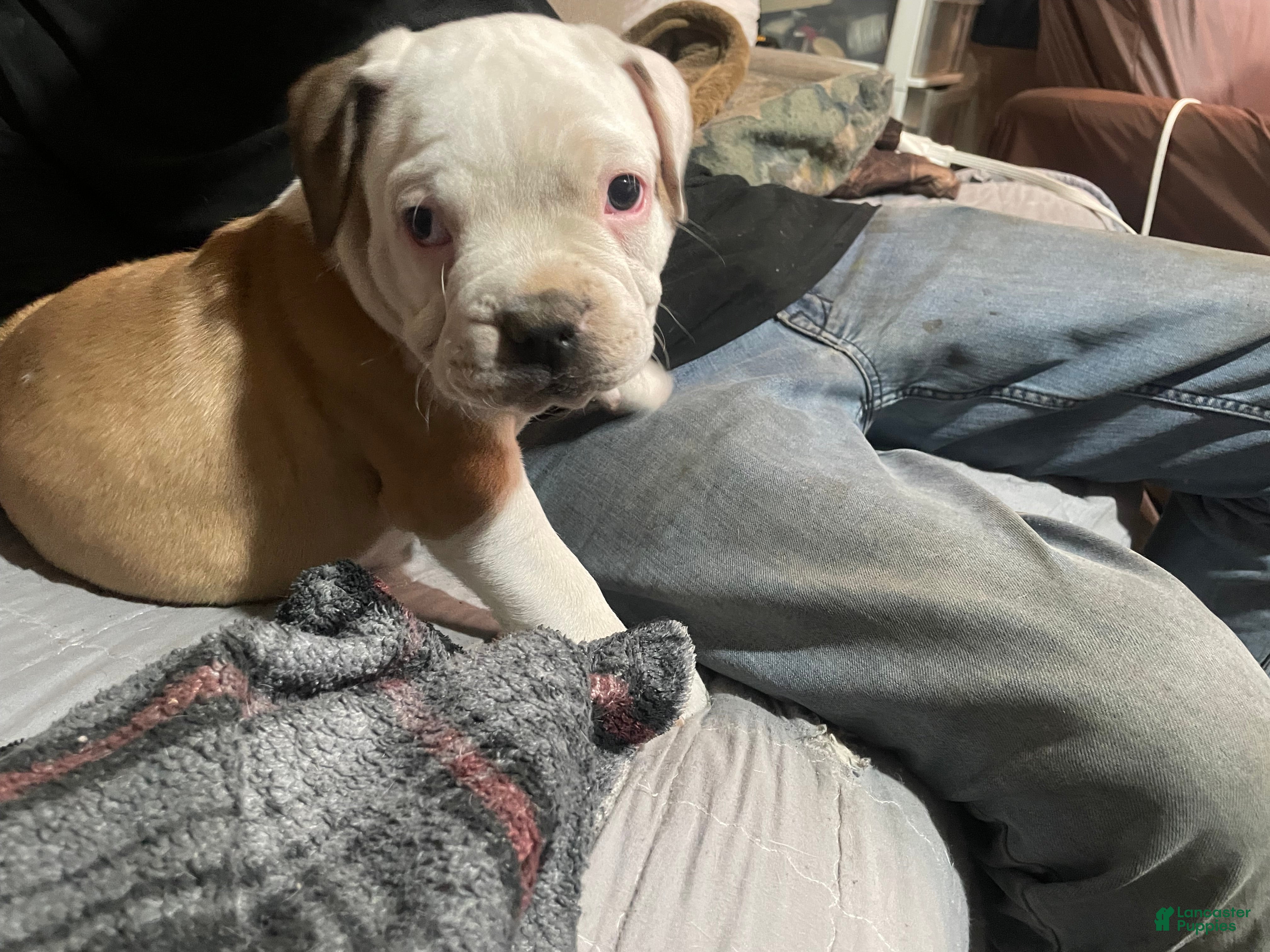 American Bully dogs Male #3 - Ad 1