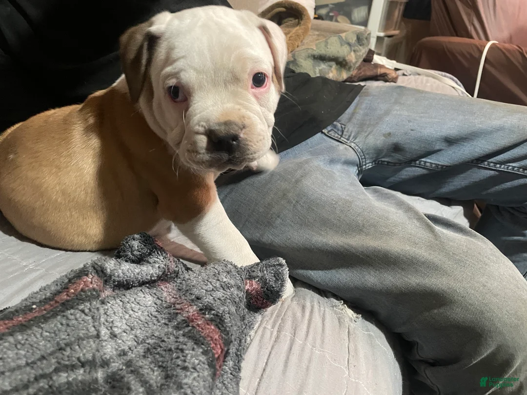 American Bully dogs for sale: Male #3 - Ad 1