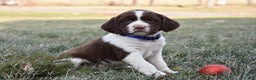 English Springer Spaniel dogs for sale: Mandy - Ad 1
