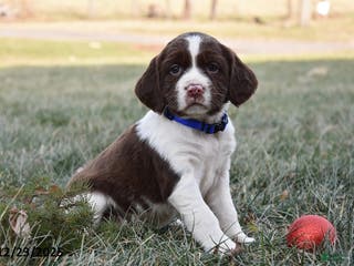 English Springer Spaniel dogs Mandy - Ad 13