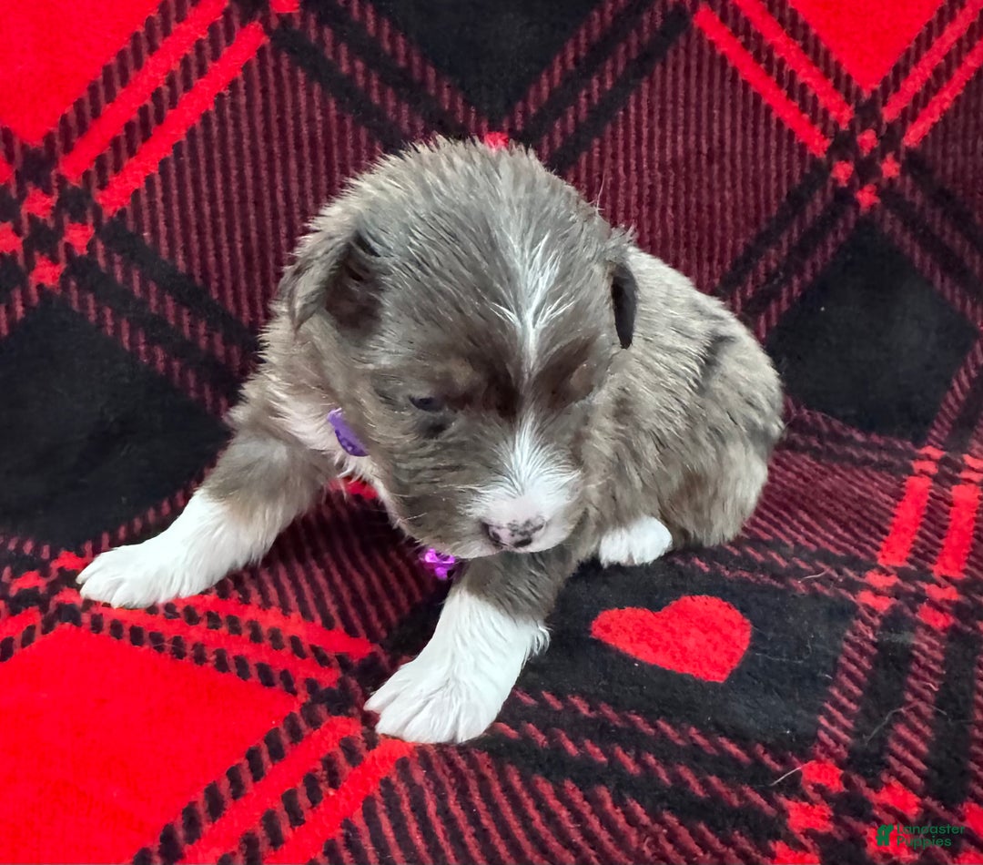 Australian Shepherd dogs for sale: Australian Shepherd Puppy - Purple Collar - Ad 4