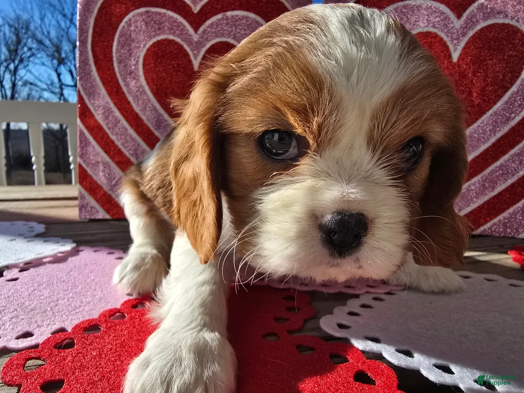 Cavalier King Charles Spaniel dogs for sale: Darla - Ad 16