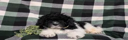 Mini Bernedoodle dogs for sale: Archie Hypoallergenic  - Ad 5