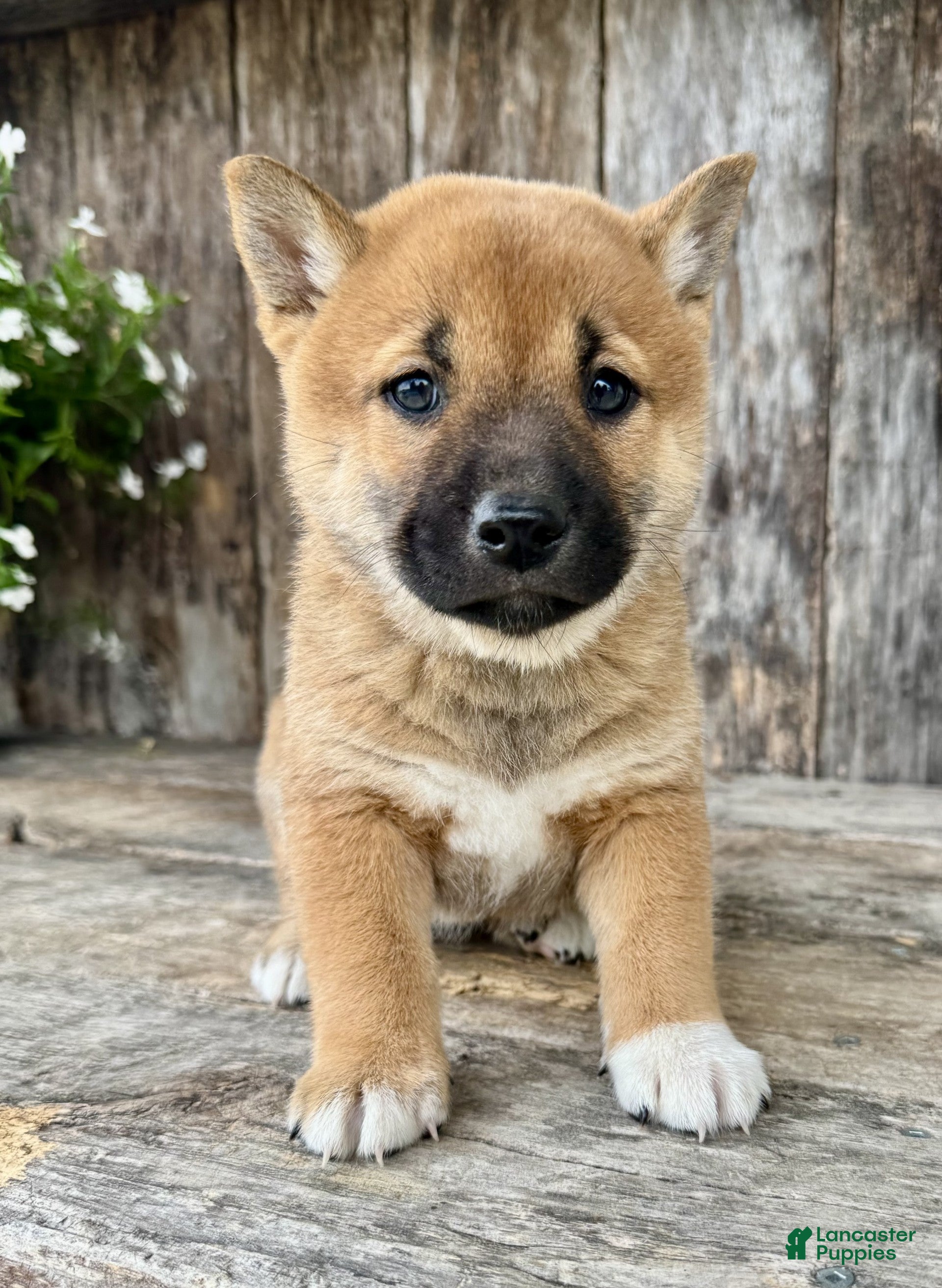 Shiba Inu dogs Olive - Ad 2