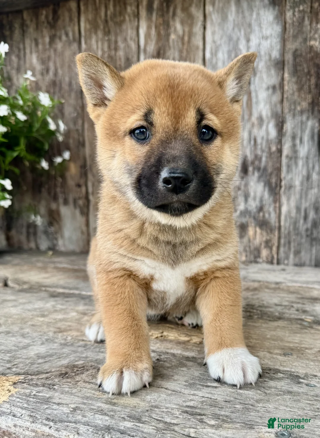 Shiba Inu dogs for sale: Olive - Ad 2