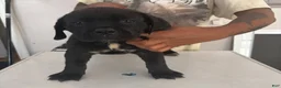Cane Corso dogs for sale: Cane Corso 3 - Ad 1