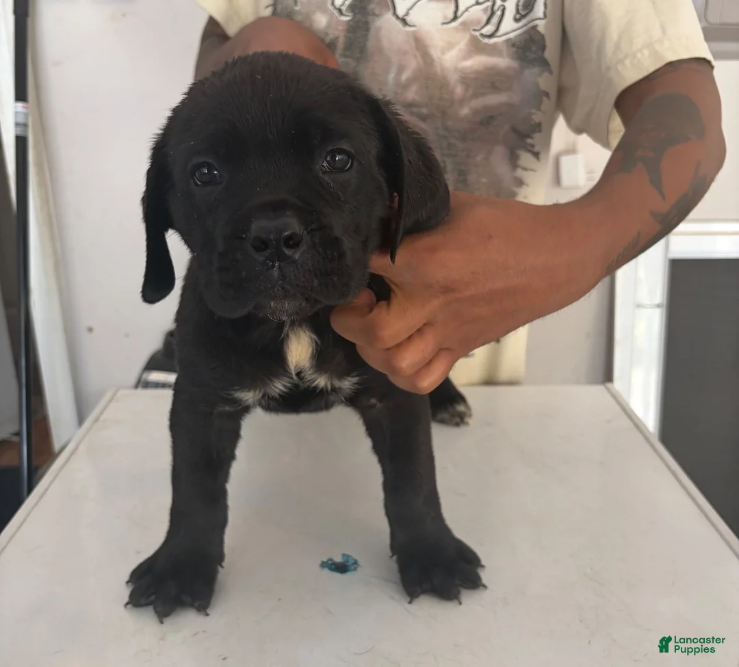 Cane Corso dogs for sale: Cane Corso 3 - Ad 1